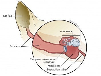 Detailed Diagram of the Ear's Anatomy